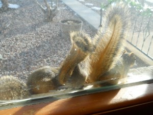 DSCN0475 3 squirrels eating peanut butter